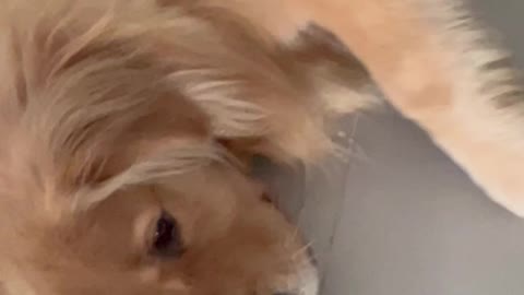 Sleepy Dog Blocks Door