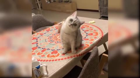 Funny Cat and Dog Videos That Will Make Your Day