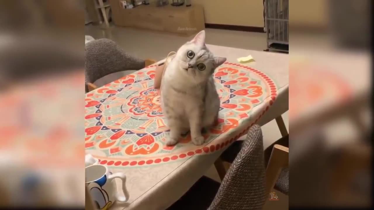 Funny Cat and Dog Videos That Will Make Your Day