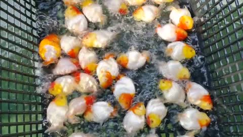 Best quality goldfish collection at goldfish farm-9