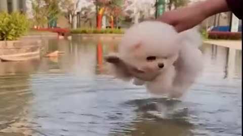 Cute Puppy Swimming?