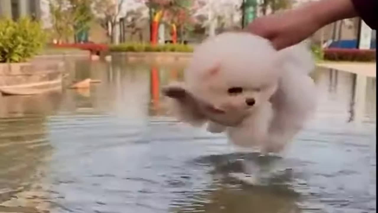 Cute Puppy Swimming?