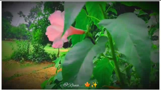 Nature_video_with amazing views