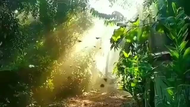 Beautiful liquid sun waves in the jungle