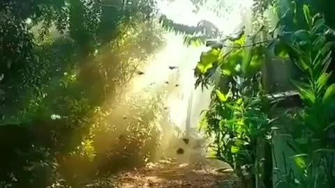 Beautiful liquid sun waves in the jungle