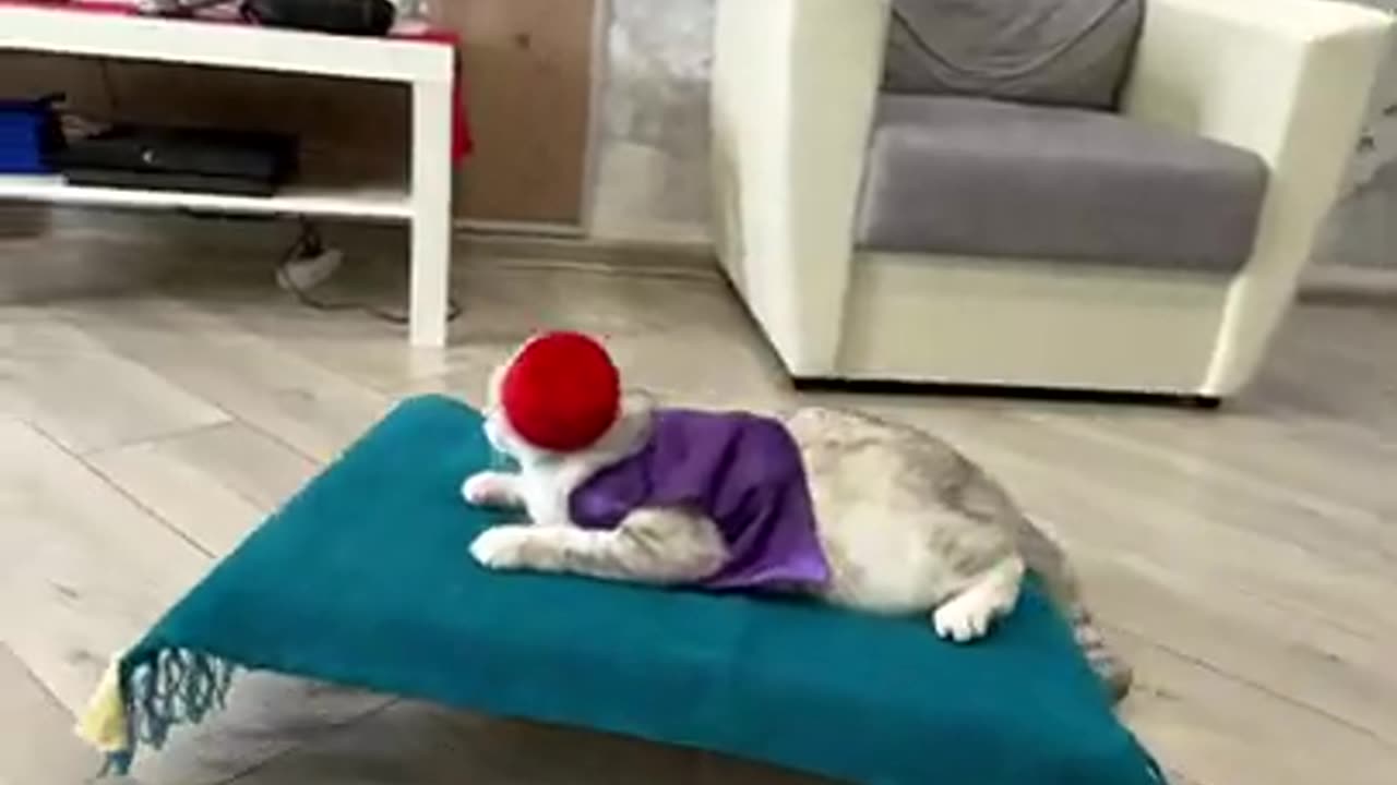 Aladdin cat cosplay