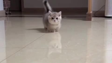 Cute cats video