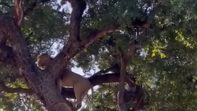 kitty stuck in tree lol