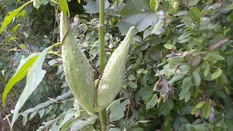 Milkweed