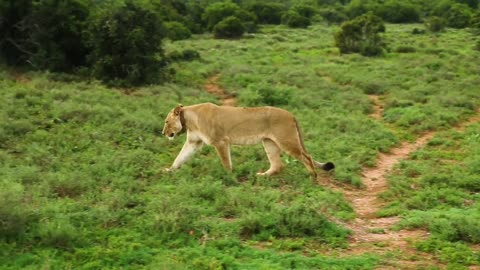 LION VS BUFFALO