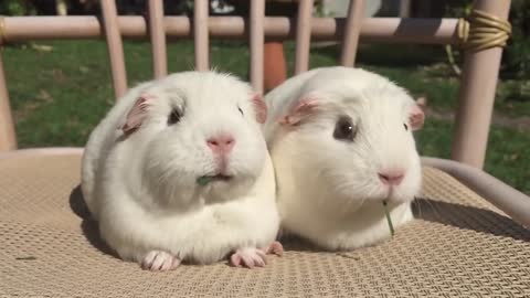 Guinea Pigs Play Tug-of-War With Blade of Grass