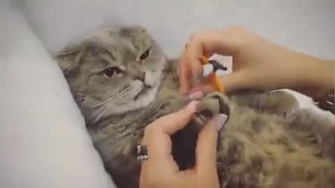 Manicure for cats