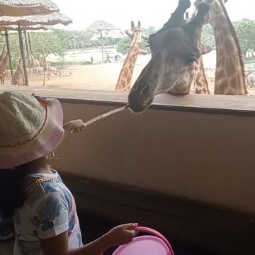 Giraffe feeding in safari park Bangkok Thailand
