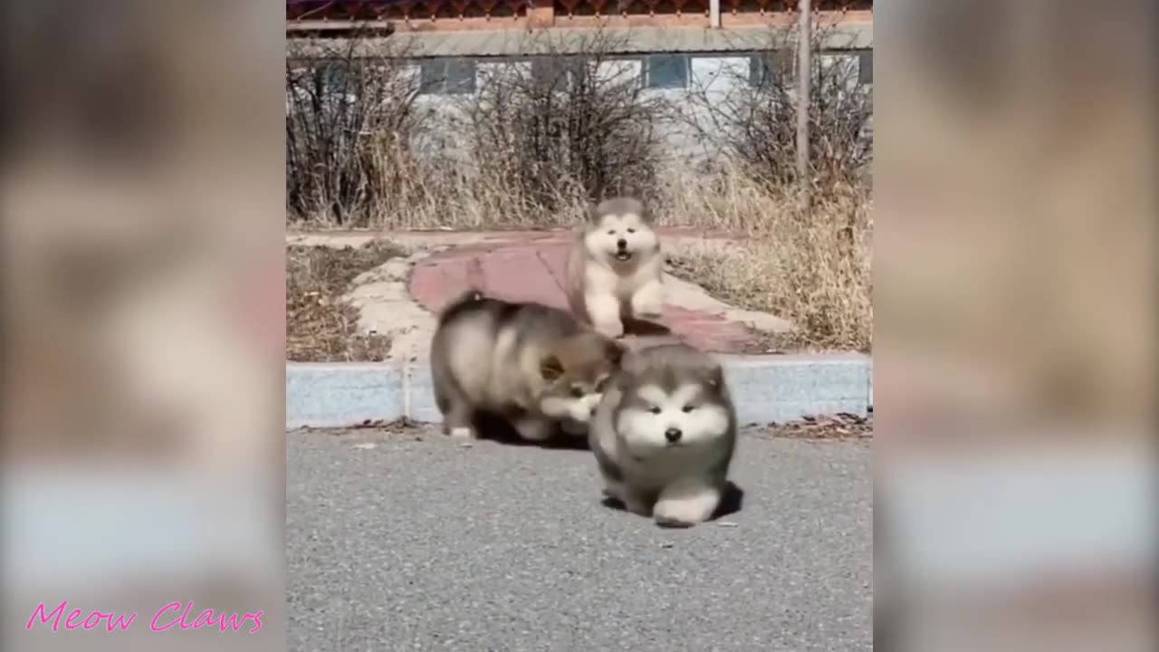 Baby Alaskan Malamute Cutest and Funniest Moments New Compilation 😍_ Try Not To Laugh.