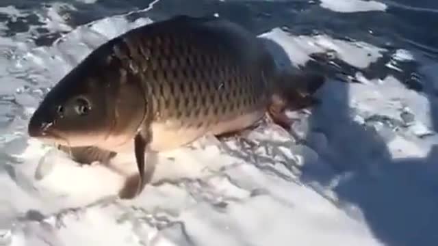 Fish found mysteriously standing on ice 😳