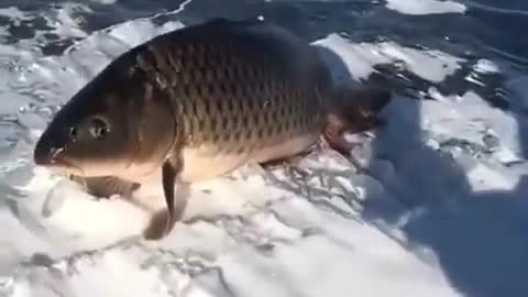 Fish found mysteriously standing on ice 😳