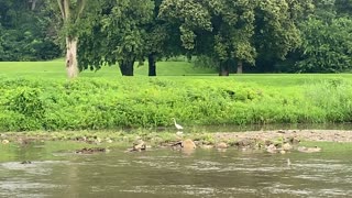 Great White Egret