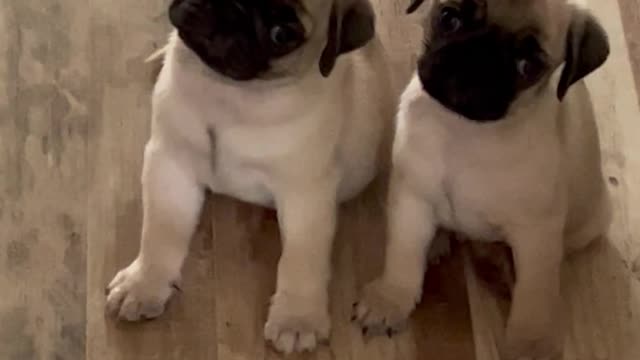 Pug Puppies Turning Heads