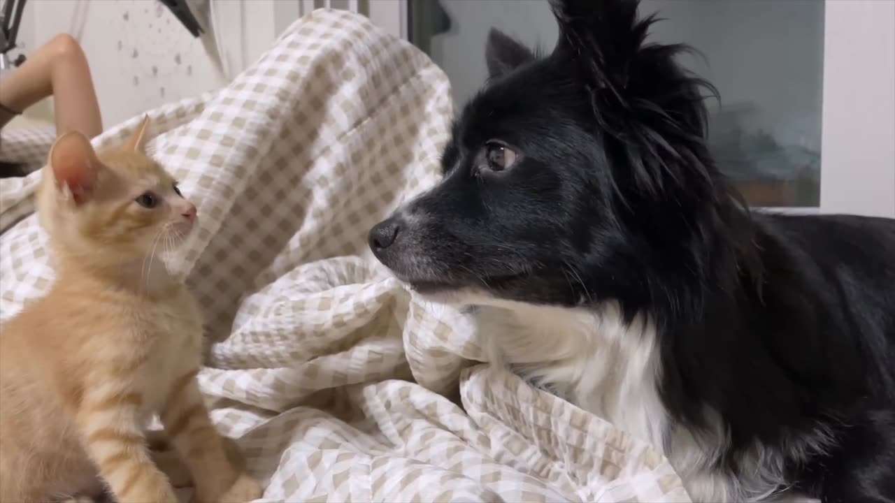 My Border Collies Meet Tiny Kitten Rescued from Death