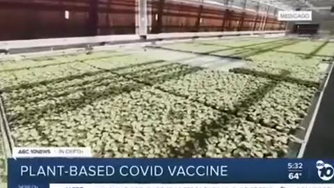 They are making plant based Covid "vaccines"