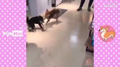 Animals play in a funny way