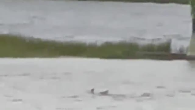 SHARKNADO in Florida Hurricane Ian