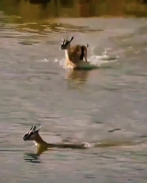 A mother sacrifices herself for her child