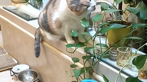 Told the cat not to eat the plants, but no one told her not to pretend eating the plants.