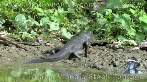 Python Stalks Alligator 02 Stock Footage