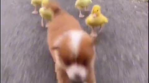 Puppy race with baby duck