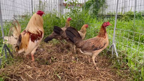 Irish Whitehackle Over Sweater - Material Breeding King Archer Gamefowl