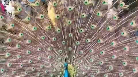 peacock spreading its feathers