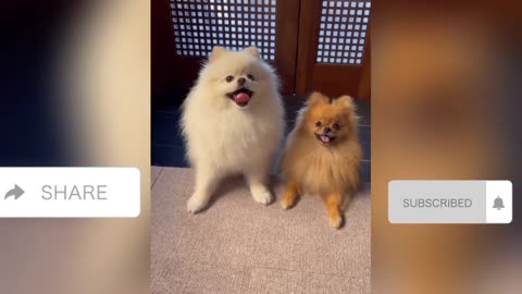 Funny Dogs, Cats and Animals Videos TRY Not to Laugh! #19!