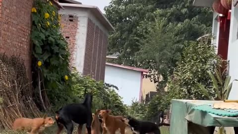 Puppy 🐶 called big bro for back up