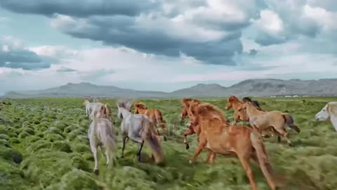 Epic Aerial Over Large Herd Of Wild Horses Running Galloping In Wild Nature Slow Motion