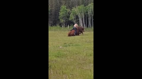 Guy tries to mount bull in field, instantly falls off