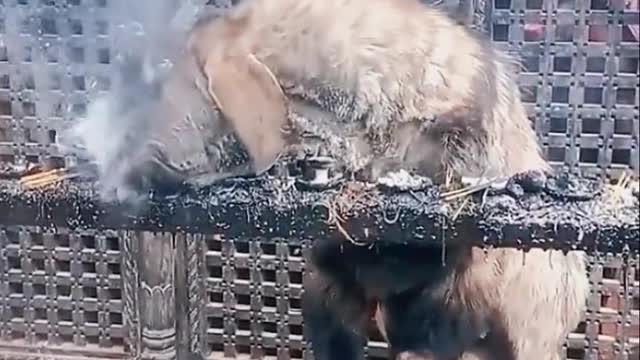 funny animal