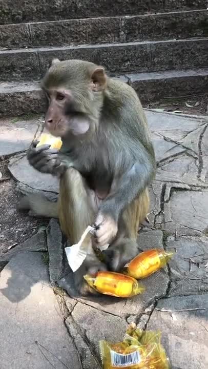 don't waste food 😭👇. #animals #monkey #monkeyvideo #foods #foodchallenge