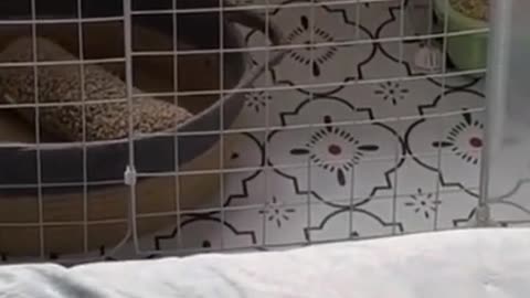 funny cats