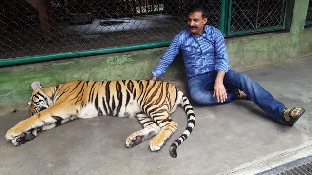 Playing with Tiger