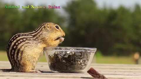 Types of squirrels -tree ground squirrels