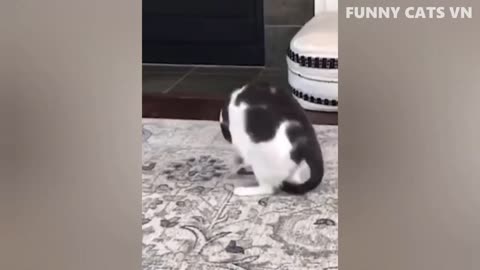 Best funny animals video