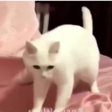 The funny thing is, the cat moves to the music