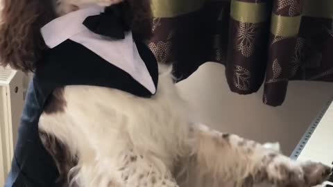 Dog Wearing Elegant Costume Plays Piano With Paws