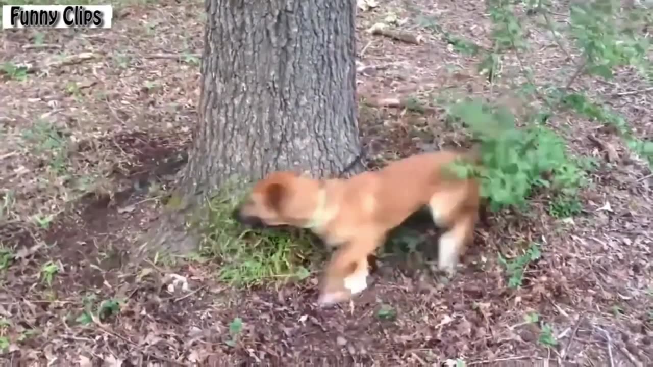 "Funny Dogs: Chasing Their Own Leash - Under Showcase, Toilet, and Tree - Funny Compilation"