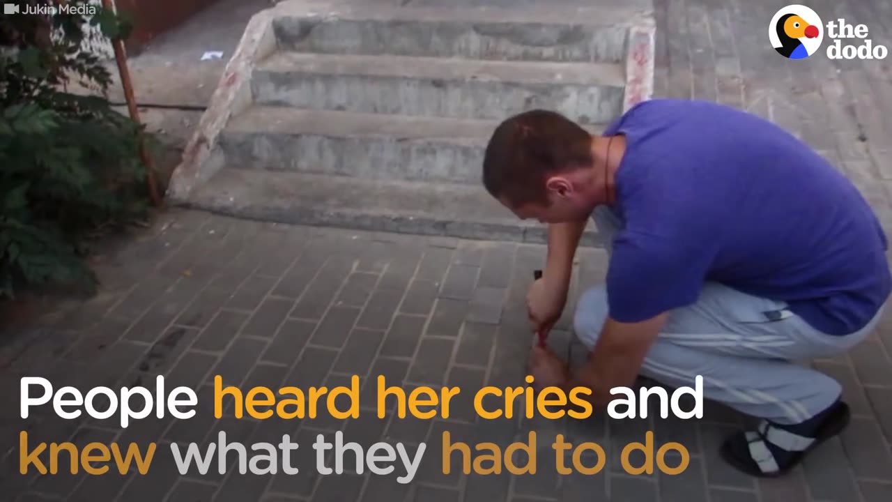 Dog Trapped Under The Sidewalk Cries Until Help Arrives