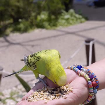 Just wow Love birds favorite food
