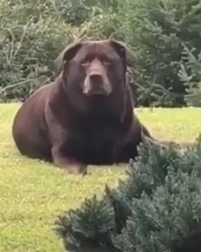 Damn BOI HE THICC (with audio)