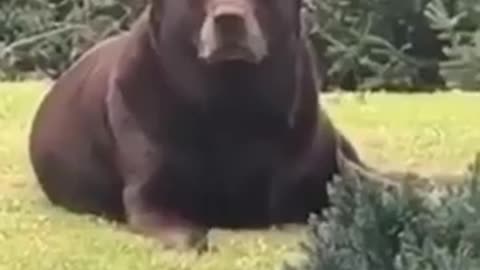 Damn BOI HE THICC (with audio)