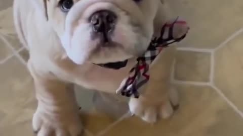 Baby Bulldog